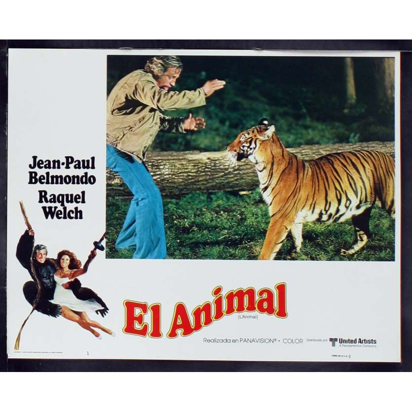 ANIMAL US Lobby Card 8 11x14 - 1977 - Claude Zidi, Jean-Paul Belmondo