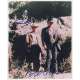 BUTCH CASSIDY AND THE SUNDANCE KID Signed Photo  8x10 in. USA - 1969 - George Roy Hill, Paul Newman, Robert Redford