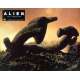 ALIEN Photo de film N08 - 21x30 cm. - 1979 - Sigourney Weaver, Ridley Scott