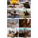 TOM HORN Original Lobby Cards x8 - 8x10 in. - 1980 - William Wiard, Steve McQueen