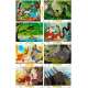 THE JUNGLE BOOK Lobby Cards x8 - 9x12 in. - 1967/R1993 - Walt Disney, Louis Prima