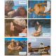 LE LAGON BLEU Photos de film x6 - Jeu 2 - 21x30 cm. - 1980 - Brooke Shields, Randal Kleiser