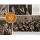 LA PLUS GRANDE HISTOIRE JAMAIS CONTEE Synopsis 4p - 21x30 cm. - 1965 - Max von Sydow, George Stevens - Peplum