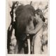 TARZAN L'HOMME SINGE (1932) Photo de presse 595-36 - 20x25 cm. - 1932 - Johnny Weissmuller, W.S. Van Dyke