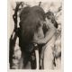 TARZAN THE APE MAN (1932) US Movie Still 595-36 - 8x10 in. - 1932 - W.S. Van Dyke, Johnny Weissmuller