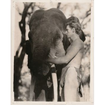 TARZAN L'HOMME SINGE (1932) Photo de presse 595-36 - 20x25 cm. - 1932 - Johnny Weissmuller, W.S. Van Dyke