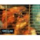 GREMLINS Lobby Card N02 - 9x12 in. - 1984 - Zach Galligan, Joe Dante