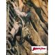 INDIANA JONES ET LE TEMPLE MAUDIT Photo de film N01 - 22x28 cm. - 1984 - Harrison Ford, Steven Spielberg