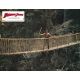 INDIANA JONES AND THE TEMPLE OF DOOM Original Lobby Card N06 - 9x12 in. - 1984 - Harrison Ford, Steven Spielberg